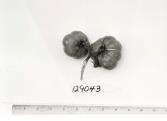 Click for 1 image(s) for this accession. FRUIT